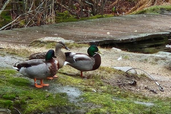 East Hampton Duck Pond