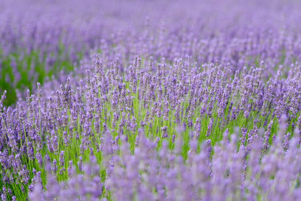 Lavender By The Bay Calverton