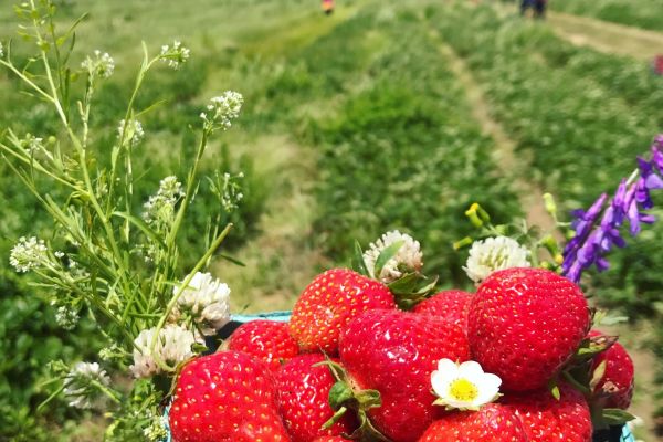 Lewin Farms