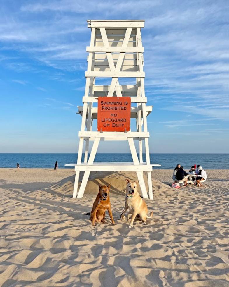 Sunrise walkers on Main Beach in East Hampton with wide open sand and dune grass