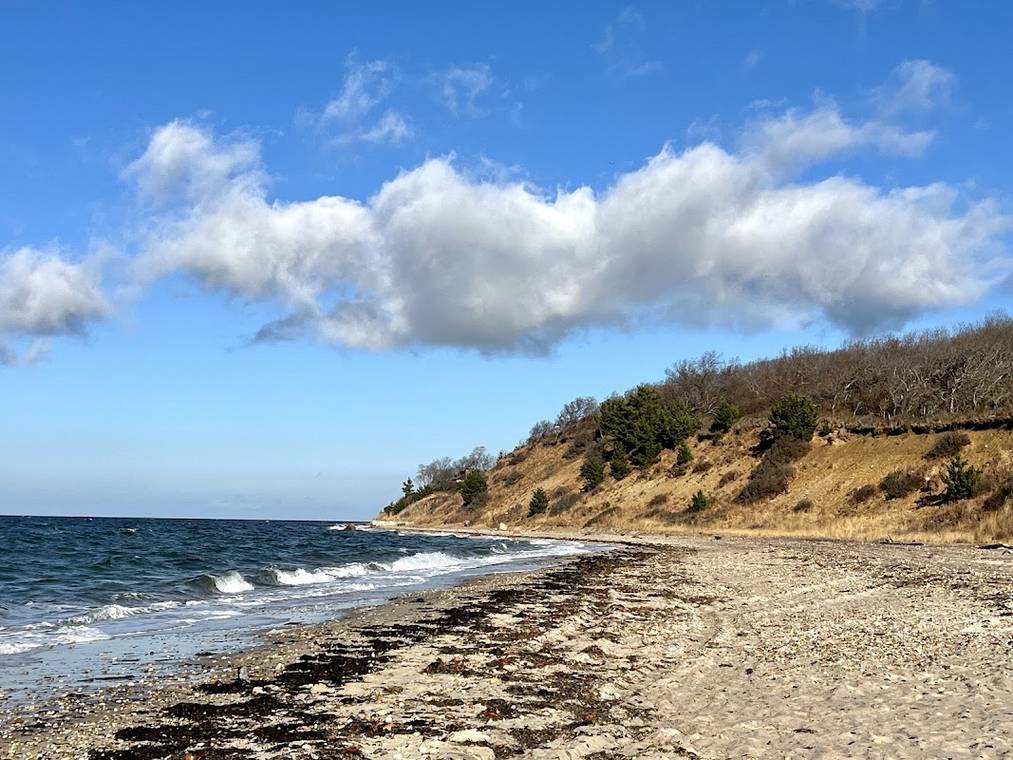 Maidstone Park Beach with calm bay water and shoreline grasses
