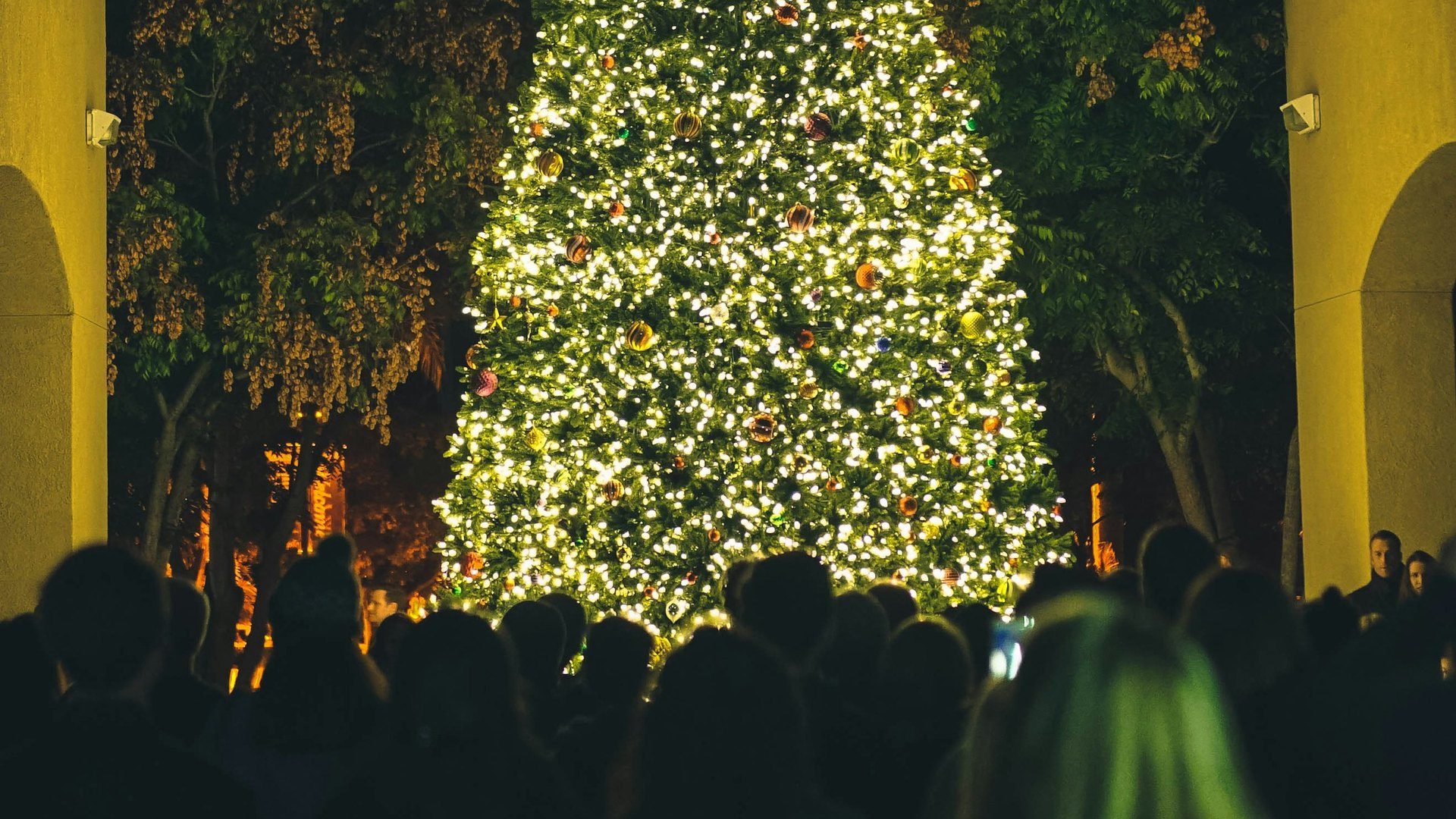 Crowd gathered at night to watch a tall Christmas tree light up